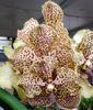 Orchideje, tilandsie, kaktusy, sukulenty  - Kvetoucí Vandy a botanické orchideje - Tropické zahradnictví Choteč 91