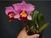 Orchideje, tilandsie, kaktusy, sukulenty  - Nová kolekce mini-orchidejí - Tropické zahradnictví Choteč 91