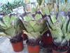 Orchideje, tilandsie, kaktusy, sukulenty  - Nové tilandsie a bromélie v nabídce - Tropické zahradnictví Choteč 91