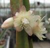 Orchideje, tilandsie, kaktusy, sukulenty  - Doplnili jsme zásoby stromových kaktusů - Tropické zahradnictví Choteč 91