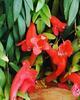 Orchideje, tilandsie, kaktusy, sukulenty  - Pokojové a terarijní rostliny - Tropické zahradnictví Choteč 91