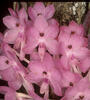 Nové orchideje skladem