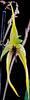 Orchideje, tilandsie, kaktusy, sukulenty  - Nové orchideje a bromélie skladem - Tropické zahradnictví Choteč 91