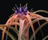 Orchideje, tilandsie, kaktusy, sukulenty  - Nové druhy tilandsií - Tropické zahradnictví Choteč 91