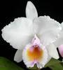 Orchideje, tilandsie, kaktusy, sukulenty  - Nové druhy botanických orchidejí - Tropické zahradnictví Choteč 91