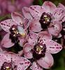 Nové druhy orchidejí v nabídce