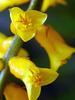 Orchideje, tilandsie, kaktusy, sukulenty  - Dubnová burza - Tropické zahradnictví Choteč 91
