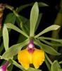 Orchideje, tilandsie, kaktusy, sukulenty  - Nové druhy orchidejí - Tropické zahradnictví Choteč 91