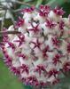 Orchideje, tilandsie, kaktusy, sukulenty  - Voskovky - Tropické zahradnictví Choteč 91