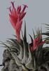 Orchideje, tilandsie, kaktusy, sukulenty  - Nové druhy tilandsií v nabídce - Tropické zahradnictví Choteč 91