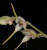 Orchideje, tilandsie, kaktusy, sukulenty  - Naskladnili jsme nové orchideje - Tropické zahradnictví Choteč 91