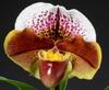 Nové orchideje v nabídce