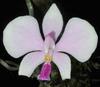 Orchideje, tilandsie, kaktusy, sukulenty  - Nové bromélie, tilandsie a orchideje v nabídce - Tropické zahradnictví Choteč 91