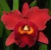 Orchideje, tilandsie, kaktusy, sukulenty  - Nové orchideje v nabídce - Tropické zahradnictví Choteč 91