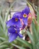 Orchideje, tilandsie, kaktusy, sukulenty  - Březnová burza - Tropické zahradnictví Choteč 91