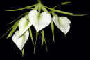 Brassavola nodosa (kvetoucí trs XXL)