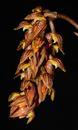 Bulbophyllum dixonii