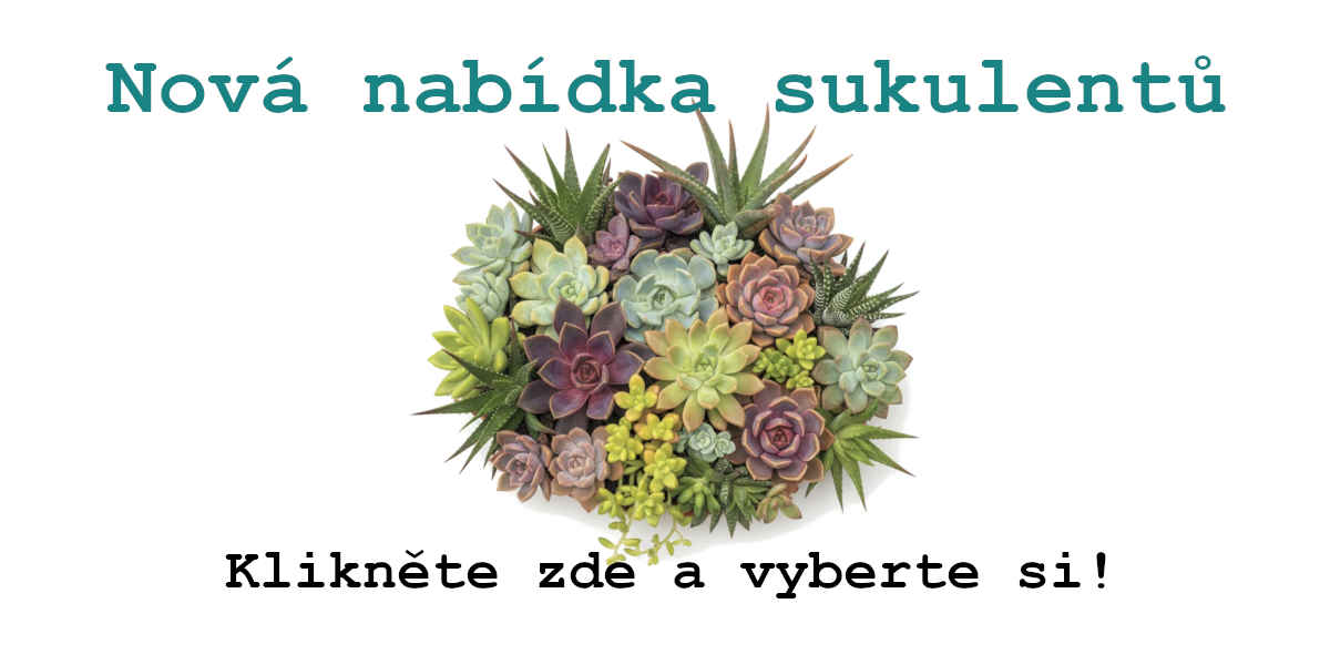 Nové sukulenty v nabídce