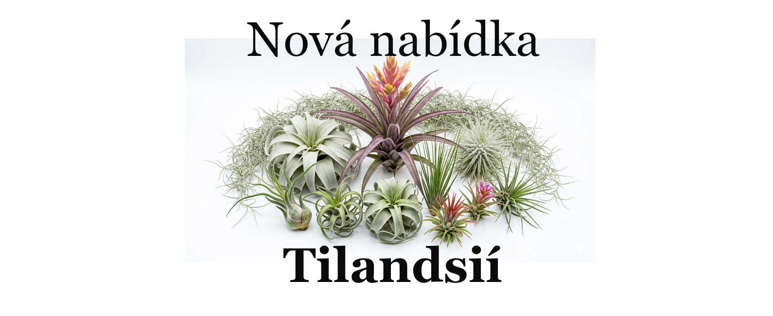 Nové tilandsie v nabídce
