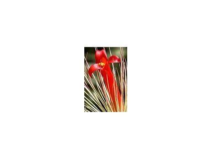 Tillandsia andreana (XL)