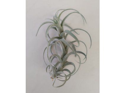 Tillandsia nana