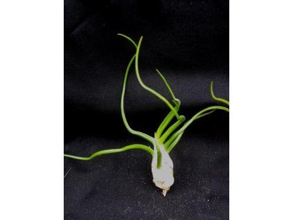 Tillandsia bulbosa