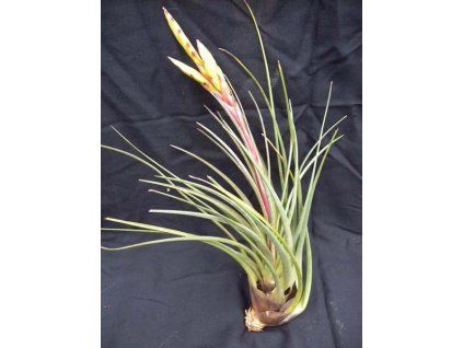 Tillandsia tricolor var. melanocrater (velká)