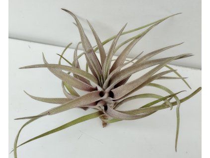 Tillandsia novakii