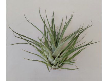 Tillandsia kegeliana