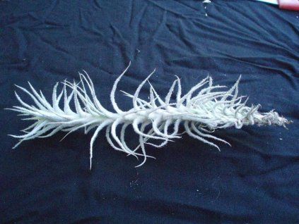 Tillandsia stellifera