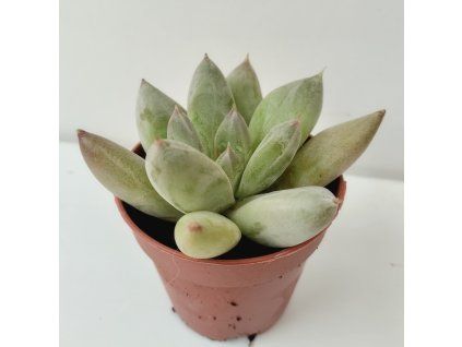 Echeveria tolimanensis