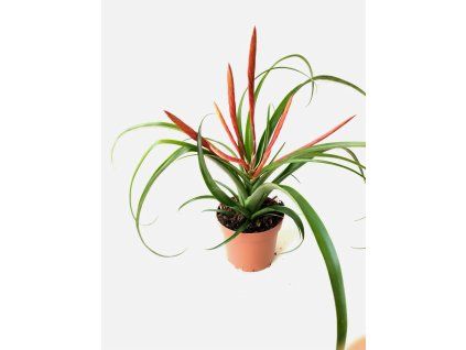 Tillandsia flabellata (kvetoucí)