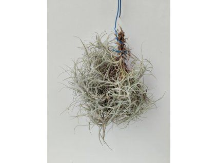 Tillandsia marconae (střední trs)