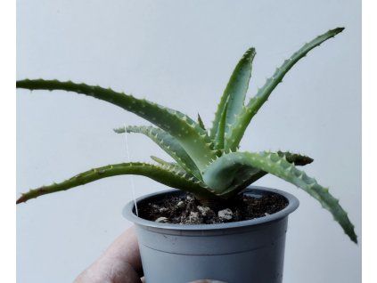 Aloe arborescens