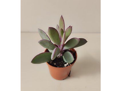 Senecio crasissimus