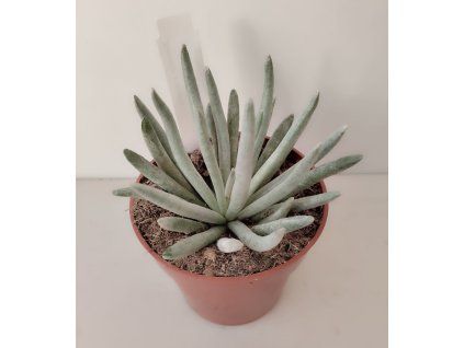 Senecio scaposus