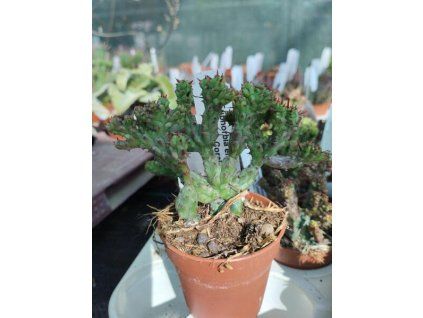 Euphorbia enopla 'Cristata Coral'