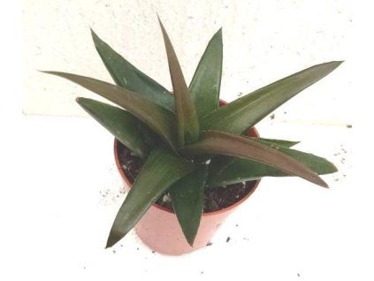 Haworthia pentagona (velká)
