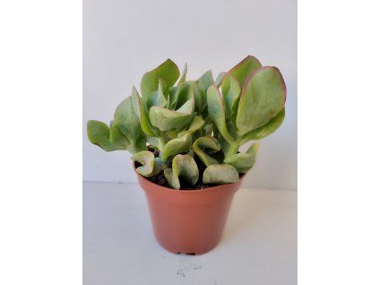 Crassula arborescens