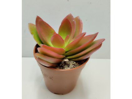 Crassula capitella 'Campfire Red'