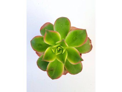 Aeonium haworthii 'Kiwi'