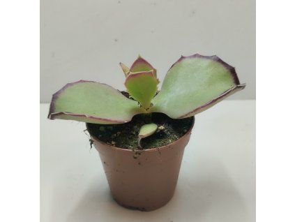 Kalanchoe synsepala