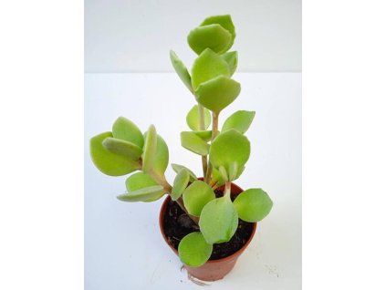 Kalanchoe hildebrandtii