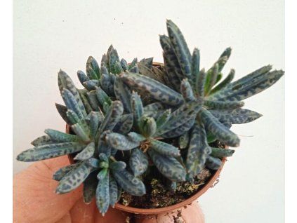 Kalanchoe tubiflora